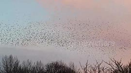 Amazing Starling Murmuration over Hookwood, Surrey on 7th March 2018