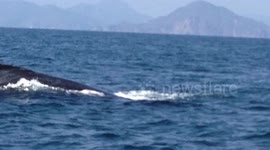 Whale Watching....Humpback Whales nearly capsize my boat!!