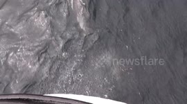 Dolphins Swimming Near the Bow in the Drake Passage near Antarctica