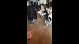 Pot-bellied pig gets boxed into corner by pomsky puppy