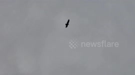 Red Tail Hawk