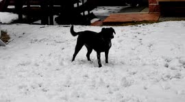 Puppy catching snowballs