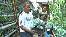 cultivation of cabbage in a plastic bag, a practical way of planting cabbage on a narrow land