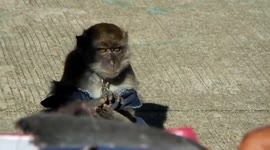 Monkey Action on the Street 2