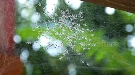 Spider Babies 1