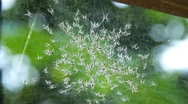 Spider Babies 2