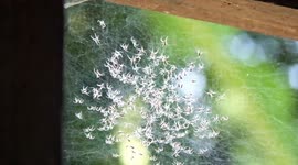 Spider Babies 3