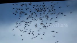 Spider Babies 4
