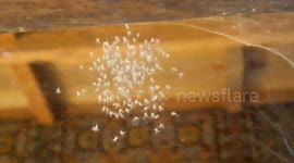 Spider Babies 5