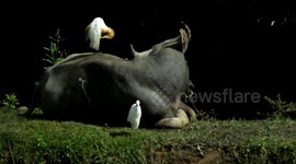 Friendship of Stork and Buffalo 1