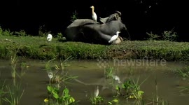 Friendship of Stork and Buffalo 2