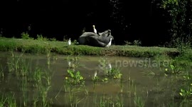 Friendship of Stork and Buffalo 3