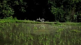 Friendship of Stork and Buffalo 4