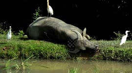 Friendship of stork and Buffalo 5