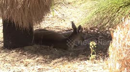 Western Grey Kangaroo resting under grass tree