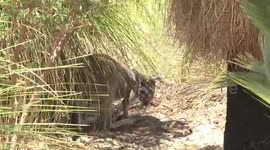 Western Grey Kangaroo sheltering under grass tree