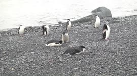 Chinstrap Penguins preening on beach after swim