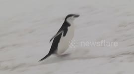 Chinstrap Penguin struggling up hill in snow