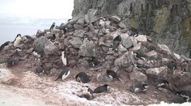 Chinstrap Penguin rookery  birds calling sky pointing