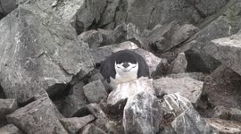 Chinstrap Penguin on nest Half Moon Island