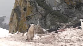 Chinstrap Penguin walking past rookery