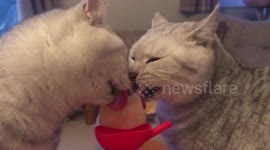 Slow-motion lolly-licking cats