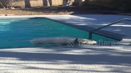 Dog Try to Swim in the Swimming Pool