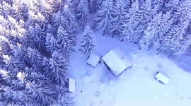 Frozen Forest in Mountain
