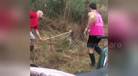 Newsflare Edit - BOBCAT capture!