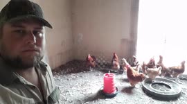 Chickens Clucking after me