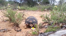 Cute tortoise running away