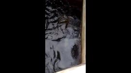 turtles trapped in the shelter