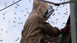 GIANT KILLER WASP NEST