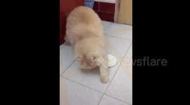 Cat reacts to world's foulest smelling fruit