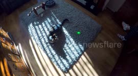 Cat chasing laser gets a fright