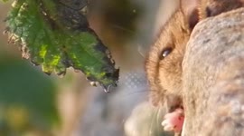 Wood mouse eating nettle seeds
