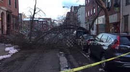 Tree collapses on car in Philadelphia after storm
