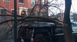 Tree fell on car from Noreaster Quinn in Philadelphia