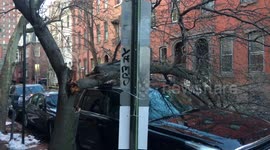 Tree falls on car from Noreaster Quinn in Philadelphia