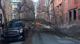 Storm damage by tree from Noreaster Quinn in Philadelphia