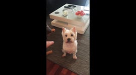 Westie dog obedience training fail