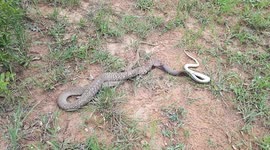 Snake cannibalism