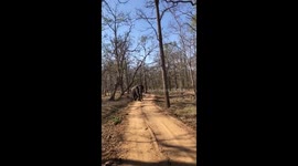 Elephant charges at forest rangers in India