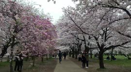 Cherry Blossom at Osaka Castle park.
