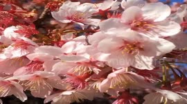 Osaka Cherry Blossom 2018