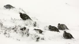 Grouse foraging in blizzard conditions during Beast from the East high in Cairngorms Scotland