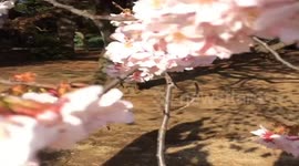 Macro video of Cherry Blossoms