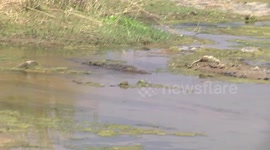 Crocodile trying to steal a huge fish from a Saddle-billed Stork