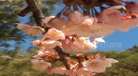 Beautiful Cherry Blossom close-up video
