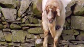 Goat gets himself into a tight situation on stone wall